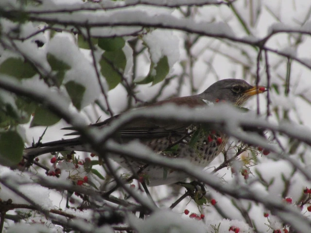 File:Fieldfare in snow.JPG
