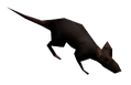 VB rat