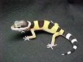 Baby leopard gecko2.jpg