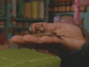 Chocogrenouille