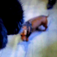 Tumblr lzd44nES6K1qaboh9o1 250