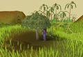 Yommitree.png