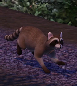 Raccoon1