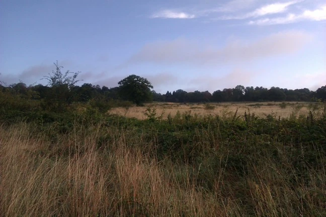 Copped Hall field late Summer.jpg