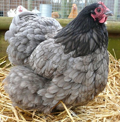 Blue Orpington Hen