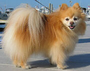 Pomeranian 4
