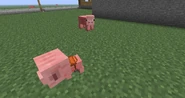 Baby Pig