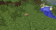 Small Brown Mushroom