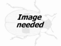 Image needed .png (4 KB) Image needed