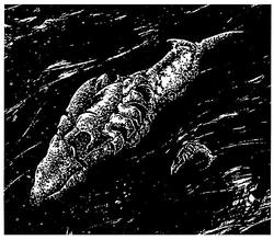 Andoanischer Mineralfisch