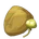 Funkus Spores