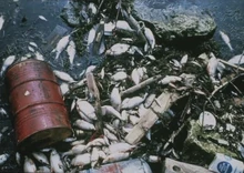 Garbage Island