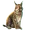 Item eurasianlynx 01