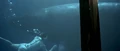 Spock swimming.jpg