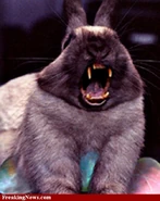 Rabbit mutt