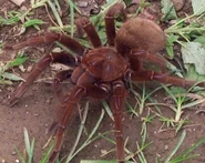 Spider mutt