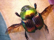 Beetles