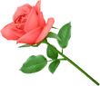Dissidia Wild Rose