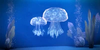 Belan Jellyfish