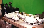 Molds
