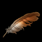 Inx Eagle Feather