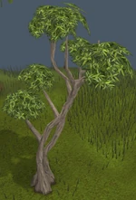 Eucalyptus Tree