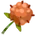 Dendron Flower