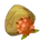 Dendron Seed