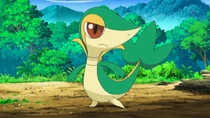 Snivy de Ash