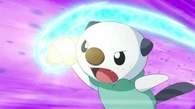 EP720 Oshawott usando concha filo