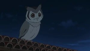 Anime owl