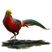 Huge item goldenpheasant 01