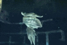 CeadeusIntro2.gif