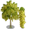 Goldenchain Tree-icon