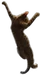 HO IShip Cat-icon