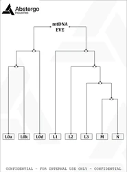 Mitochondrial eve