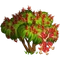 Scarlet Buckeye Tree-icon