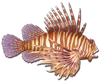 Fish 10