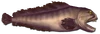 Fish 11