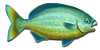 Fish 14