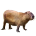 Item capybara 01