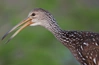 Gruiformes