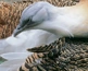 Bustard