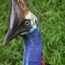 Casuariiformes