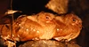Oilbird