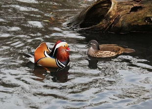 1024px-Mandarin Duck pair