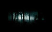 Dark-forest