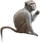 HO KipStudy Monkey-icon