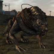 Blight Wolf (Mount)