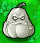 Imitater squash.png (12 KB)